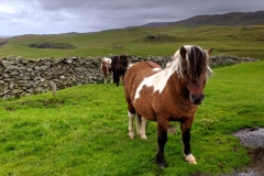 The "meeters and greeters" at Lund, Unst, Shetlands