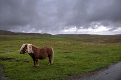 The "meeters and greeters" at Lund, Unst, Shetlands