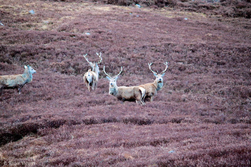 Glen Shee