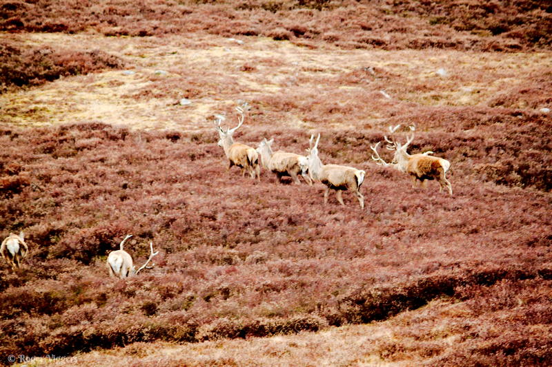 Glen Shee
