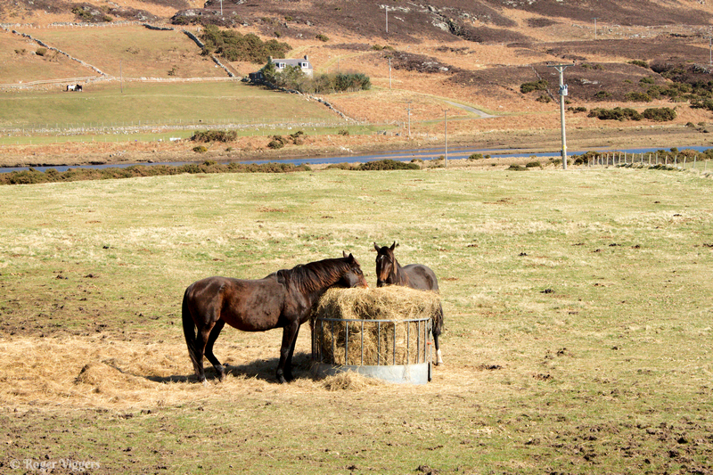 Invernaver horses