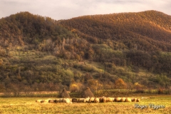 Iza Valley, Vadu Izei, Romania